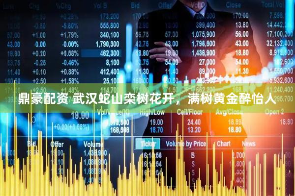 鼎豪配资 武汉蛇山栾树花开，满树黄金醉怡人